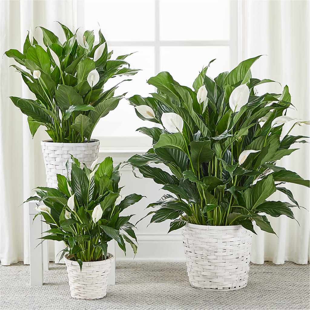 A New Leaf Peace Lily – CARLOS BLOOMS & EVENTS, Garnerville NY