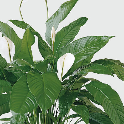 Tranquil Moments Peace Lily Plant – CARLOS BLOOMS & EVENTS, Garnerville NY