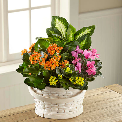 Color Crush Dishgarden – CARLOS BLOOMS & EVENTS, Garnerville NY