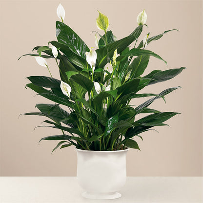 Comfort Planter – CARLOS BLOOMS & EVENTS, Garnerville NY