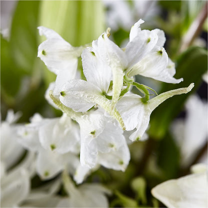 Classic Ivory – A Florist Original – CARLOS BLOOMS & EVENTS, Garnerville NY